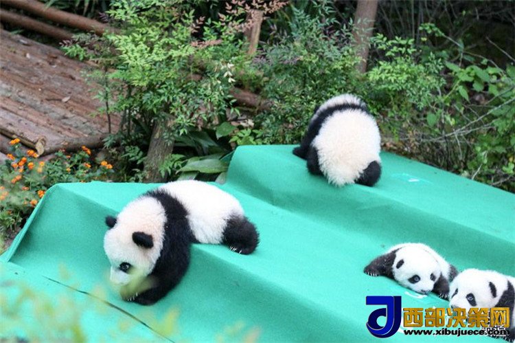 1506670695115260.jpg 8.jpg