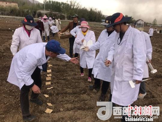 圖為研究員實地調(diào)研青稞生長土壤?！⊥跤窳?攝