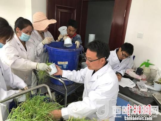 圖為研究員正在調(diào)查青稞感染白粉病情況?！⊥跤窳?攝