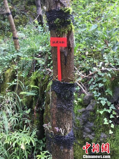 貴州同威生物科技有限公司鐵皮石斛種植?！≈軏?攝