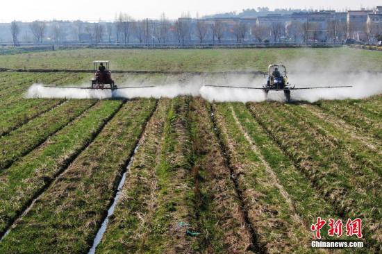 2月20日，南京湖熟街道現(xiàn)代農(nóng)業(yè)示范園區(qū)內(nèi)，工作人員駕駛自走式噴霧機(jī)給小麥噴灑除草劑。泱波 攝