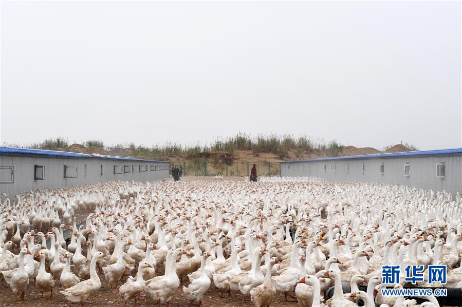 (決戰(zhàn)決勝脫貧攻堅·聚焦三區(qū)三州·圖文互動)(2)號角聲里看于田——來自庫爾班大叔故鄉(xiāng)的脫貧報告