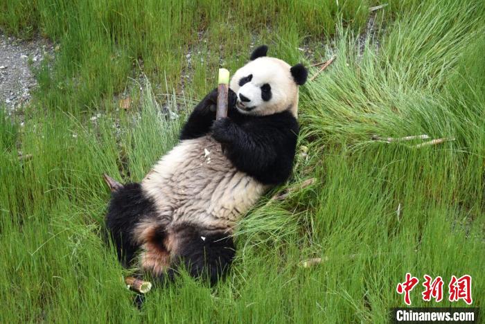 九寨溝熊貓園里的大熊貓?！【耪瘻峡h委宣傳部提供 攝