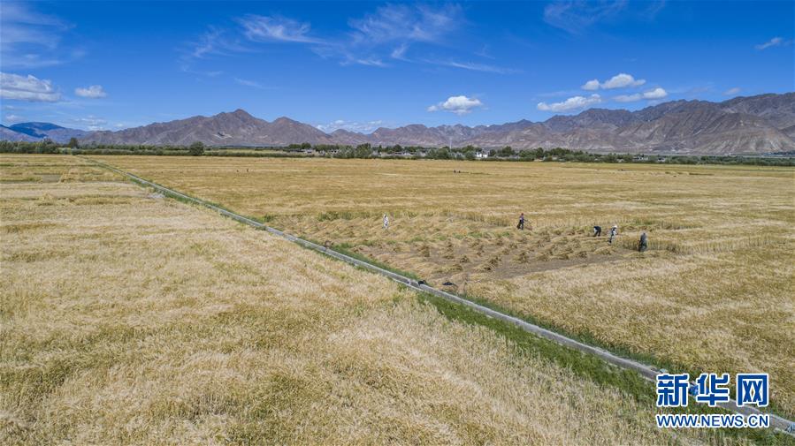 （新華全媒頭條·走向我們的小康生活·圖文互動）（11）扎西德勒，我們的新家園——西藏易地扶貧搬遷搬出幸福美好新生活