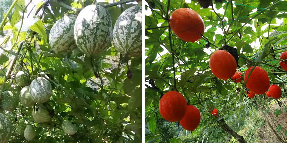 左為處于生長期的吊瓜，右為成熟的吊瓜（圖源西鄉(xiāng)縣宣傳部）